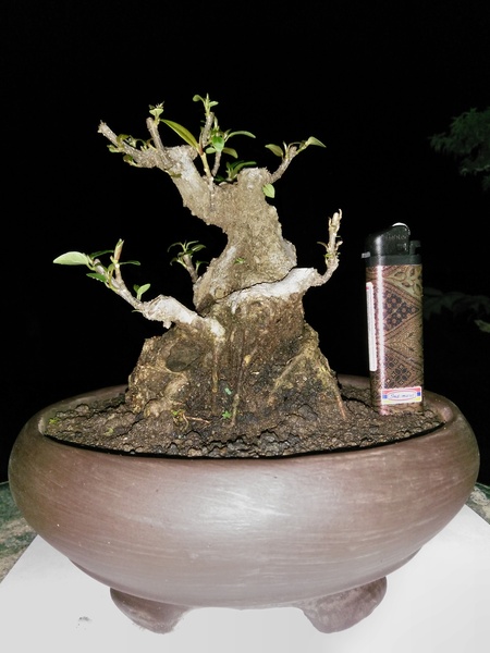 Real picture living bosai tree ficus retusa small size